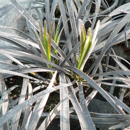 Ornamental Grass 'Nigrescens'. 1L Plant. Purple Black Foliage. Evergreen Mondo Grass. Ophiopogon. Available from Bedwen Plants