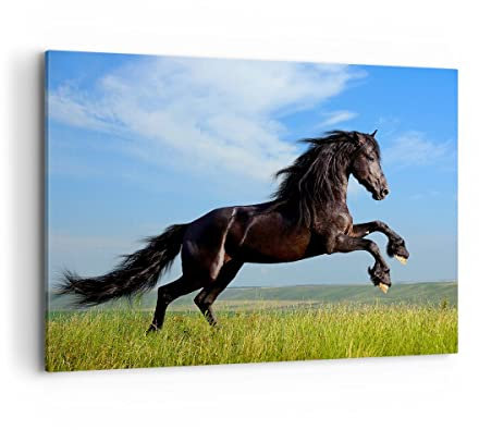 Bilder auf Leinwand 100x70cm Leinwandbild Schwarzes Pferd Pferd Galopp Groß Wanddeko Bild Schlafzimmer Küche Deko Wandbilder Dekoration Wohnzimmer Wall Decor Canvas Wand Kunstdruck Art AA100x70-0495