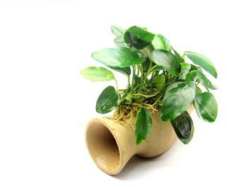 Dekoimtrend Wels Amphore mit Anubias Nana Wasserpflanze Aquarium Aquariumpflanze