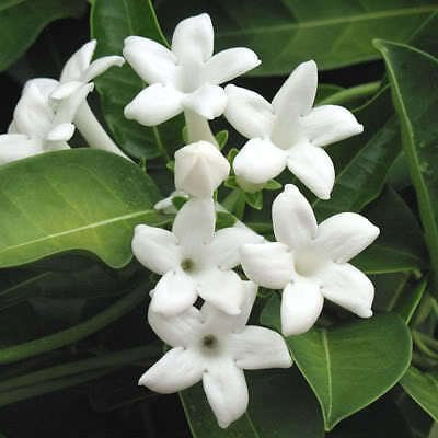 Blumensamen Jasmin De Madagascar (Stephanotis Floribunda) Z520 Wachs Blumensamen Gartendekoration Pflanze 20 Stücke F99