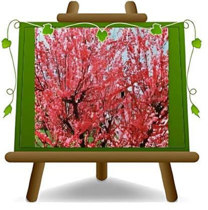 EURO PLANTS VIVAI Pesco da Fiore Rosso Pianta Ornamentale - su Vaso da 20 cm - *Altezza: 160~170 cm. - 2 Anni