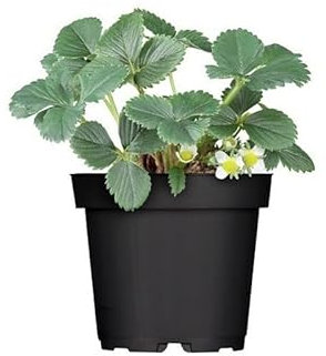 Planta de Fresa Natural para Crear un Fresal en el Propio Hogar