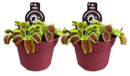 Dionaea Muscipula - Venusfliegenfalle - Zimmerpflanze - Ø12cm - 12cm - 2 Stück