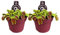 Dionaea Muscipula - Venusfliegenfalle - Zimmerpflanze - Ø12cm - 12cm - 2 Stück
