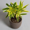 Dracaena Reflexa Song of India | Dragon Tree | 13cm Pot