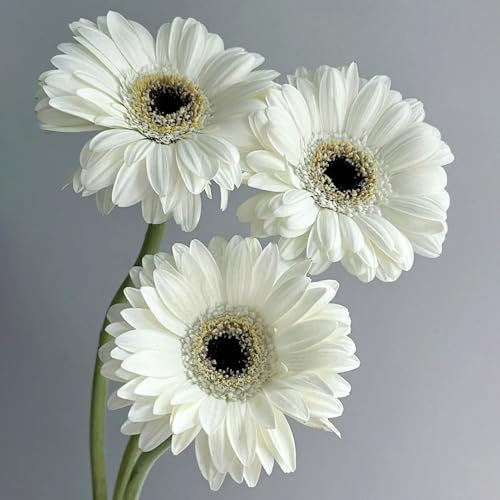 300 pcs gerbera samen winterhart flower seeds pflanzen für garten wildblumen winterharte stauden geschenke garten pflanzensamen exotisch schnittblumen exotische pflanzen winterharte