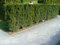 50 Eiben 30-50cm frisch vom Feld Gartenhecke Heckenpflanzen Immergrüne Pflanze Taxus baccata Eiben Wurzelware