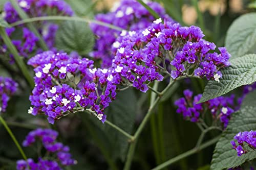 Meerlavendel im Topf Limonium latifolium mehrjährig Steingarten | Limonium latifolium, sommergrün, lila Blütenrispen Juli bis August, sonniger Standort, frosthart bis -10 °C