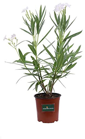 Adelfa, Oleandro, Nerium Oleander Natural - Árbol de Exterior - Flores Blancas