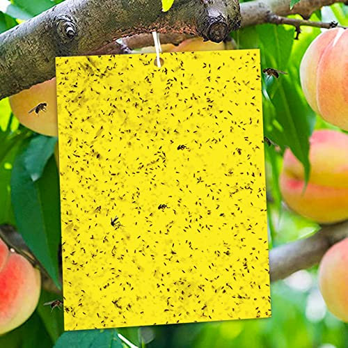Phantasy® Fliegenfalle Gelbsticker 20 * 15cm, 50PCS Hängende Fliegenfänger Obstfliegenfalle Gegen Trauermücken Hochwirksame und Ökologische Gelbtafeln für die Zimmerpflanzen Schädlingsbekämpfung