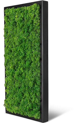 naturewalls Moosbild Islandmoos - Pflanzenbild Vollholz-Rahmen - XXL - Schwarz | 60 x 30 cm