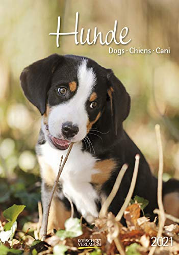 Hunde - Kalender 2021 - Korsch-Verlag - Fotokalender mit bezaubernden Hündchen und Platz zum Eintragen - Fotokunst - 24 cm x 34 cm