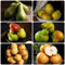 200 Pcs Birnenbaum Winterhart Samen, Obst Frisch Weinblätter (Pyrus Communis) Säulenobstbäume Pflanzen Züchten Seltene Pflanzen, Obst Samen Säulenobst Obstsamen Deko Wohnzimmer Bio