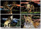 Kratzbilder Set,DIY Bastelsets,Buntes Kratzdesign-Papier-Set,Kratzmalblätter mit Tierdesign und Werkzeugset Magic Scratch Art Papier Set,Nachtansicht Kratzpapier (Hirsch+Elefant+Wolf+Gepard)