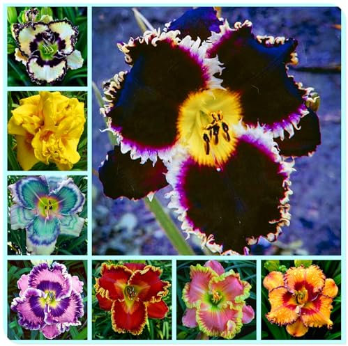 Taglilien Winterharte Mehrjährig,Taglilie bevorzugt viel Sonnenlicht, Winterhartes Pflanzen, Große Taglilie Rhizom, Taglilie wächst schnell-8 Zwiebeln-A