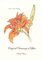 Original Drawings of Lilies (Sketchbook Art) (English Edition)