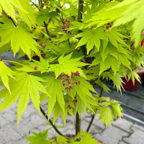 Gelber Fächerahorn 'Jordan', Höhe 80-100 cm, Topf 10 Liter