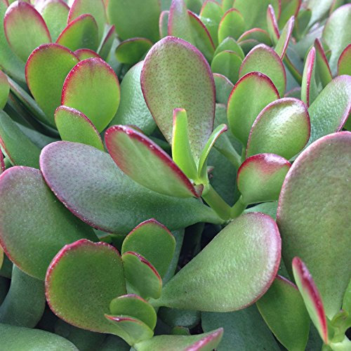 Crassula ovata (Jade Plant, Money Plant) - 100 seeds: Only seeds