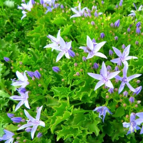 Campanula Garganica - Hardy Perennial Groundcover, Rockeries & Path Edges, Star-Shaped Lilac Blooms, Low-Maintenance – 1x 1 Litre Potted Plant by Thompson & Morgan