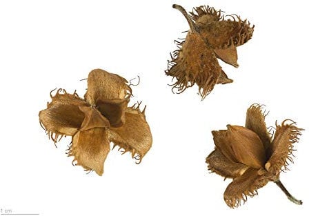 Rotbuche -Fagus sylvatica- 100 Samen (Heimischer Baum - Winterhart)