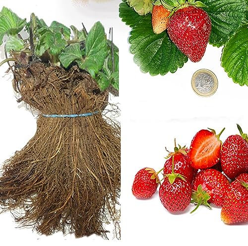 SAVINI VIVAI Piante di Fragole Rifiorenti Anabelle a Radice Nuda 4 Stagioni Mazzi da 20 Frigoconservate