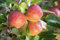 Malus 'Gala' 40 cm Stammhöhe - Apfelbaum, rote Früchte, Erntezeit September-Oktober, ideal für kleine Gärten, pflegeleicht und ertragreich