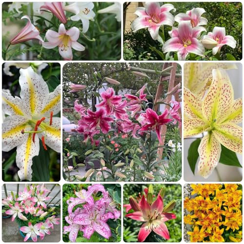 4 piezas Comprar bulbos de lirio - Lilium brownii - plantas hidropónicas, plantas en macetas para exterior lirios gigantes lirios arbóreos tubérculos resistentes flores silvestres,