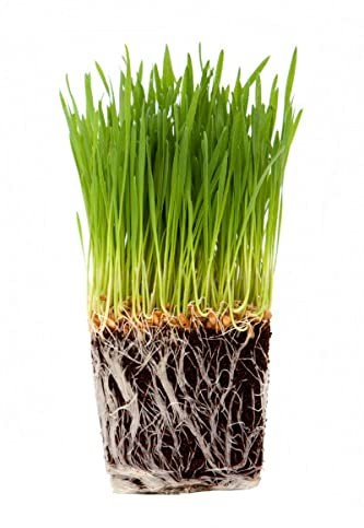 Hierba Gatera DECOALIVE Planta para los Gatos Natural (8436601574329)