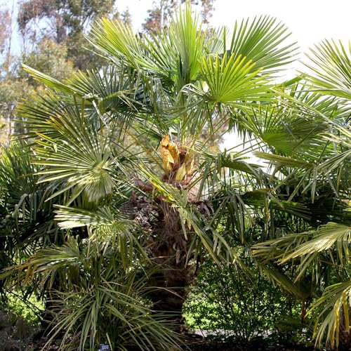Plant Theory 40cm - 60cm Chusan Palm Trachycarpus Fortunei Shrub Plant 10L Pot