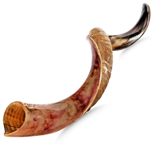 Holy Voice Kosher Kudu Shofar Horn from Israel 39”-41” – Traditional Half Polished Yemenite Shofar Easy Blowing Ancient Jewish Musical Instrument