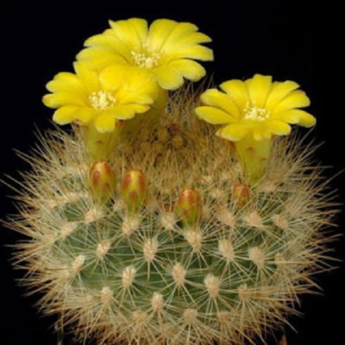 neocumingii Weingartia, rari cactus seme cactus 15 SEMI
