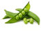 Pea Plants, 'Sugar Snap', 12 x Full Plant Pack, Vegetable Plants, Peas, Garden Veg, Sugar Snap Pea, Fresh Produce, Grow Your Own, Vegetables, Garden Ready and Ready to Plant, Premium Quality Peas