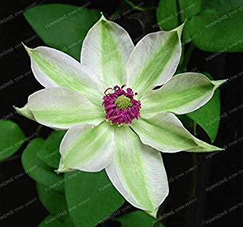 Potseed . Big Sale Mehrfarbige Clematis Echt Seltene Clematis Pflanze Gartenpflanze Natur Wachstum Home Garten 100 PCS: 14