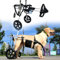 Großer Hunderollstuhl für gelähmte Hinterbeine, breiteres Geschirr und Glatte Reifen, Hundewagen, Wiederherstellung der Mobilität, Gehausrüstung (Größe: Größe XXL)