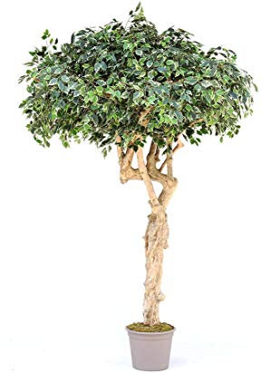 kunstpflanzen-Discount.com XL Ficus Kunstbaum in Schirmform 275cm mit Echtholzstamm mit Ästen - Großer Ficusbaum mit Naturstamm