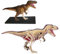 EXPLORA - T-Rex - Paläontologie - 546092 - Realistisches Modell mit 36 Teilen - Montageanleitung und Bildungsquiz - Dinosaurier - Entdeckungsset - Kinderspiel - Wissenschaftlich - Ab 8 Jahren