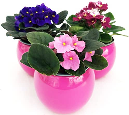 POWERS TO FLOWERS - SAINTPAULIA TRIS, 3 PIANTE VASO CERAMICA SFERICO ROSA, VIOLETTA AFRICANA, pianta vera