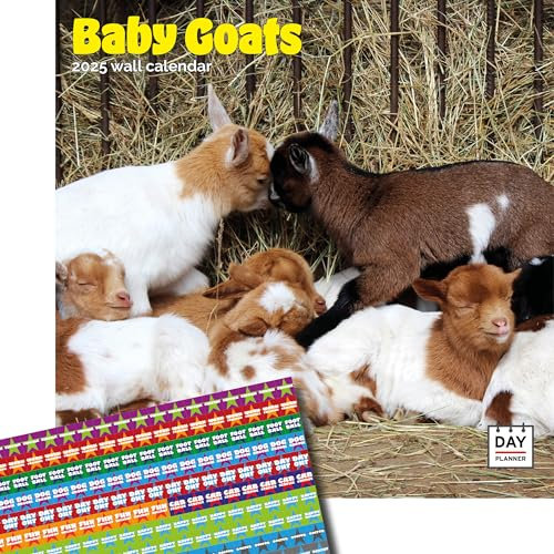 Dayplanner Publishing Baby Goats Calendar 2026, Large Square Wall Calendar, 16 Month, Baby Goats Gift Animal Calendar