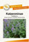 Blumensamen Katzenminze, Blauer Kater Portion