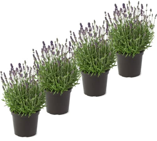 DECOALIVE Set de 4 Plantas de Lavanda Hierbas Aromáticas Plantas Naturales