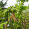 Corylus Avellana Contorta (Corkscrew Hazel) – Unique Twisted Branches and Decorative Catkins for a Distinctive Garden Accent – 1x 3L Pot by Thompson and Morgan
