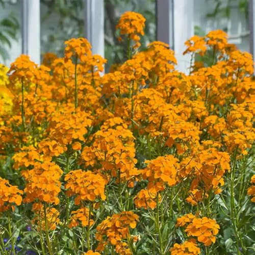 semi di pianta di violaciocca erbe aromatiche da cucina piante da balcone lacca oro fiori balcone giardino erbe aromatiche semi per aiuole rialzate, piante per luoghi soleggiati 150pcs