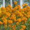semi di pianta di violaciocca erbe aromatiche da cucina piante da balcone lacca oro fiori balcone giardino erbe aromatiche semi per aiuole rialzate, piante per luoghi soleggiati 150pcs