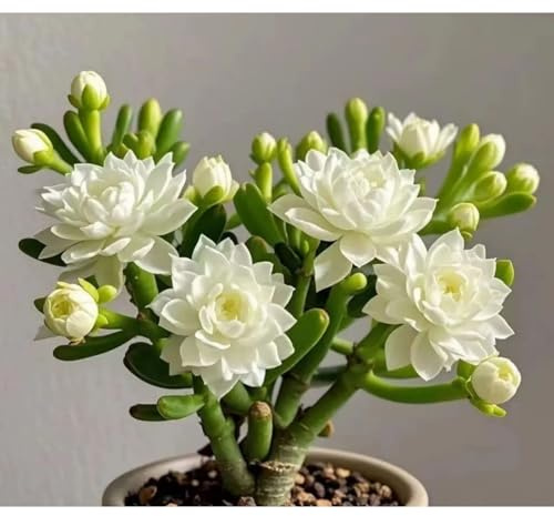 Bulbi di rosa del deserto - resistenti al calore e alla siccità - ornamentali -1bulbi-C