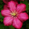 Clematide Ville de Lyon (per Muri e recinzioni, Pergola, Balconi, Patio e Terrazze) - Vaso 1,5 litro (Pianta Rampicante - Clematis - Pianta adulta - Resistenza al Freddo: Ottima) | ClematisOnline