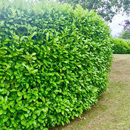 2 Cherry Laurel Evergreen Hedging Plant Fast Growing Shrub 40-60cm Potted by Sunnyside Nurseries