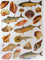 Ernst Freihoff Glanzbilder Fisch Muschel Lok EF 7247 Oblaten Posiebilder Scrapbook Deko GWI 327 a