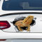 BYNYXI 2 Stück Gecko Aufkleber Auto, 3D Reflektierende Sticker Salamander Aufkleber Gecko Eidechse Sticker Reptilien Heckscheibe Gecko Auto Salamander Aufkleber PVC Wasserdichter Aufkleber-12cmx7.9cm