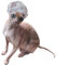 Sphynx Hairless Cat Shower Caps No Chin Elastic Kitten Cats & Small Dogs Small Pets 20pcs for Devon Rex Cat, Cornish Rex Cat Bambino Peterbald Cat and Elf