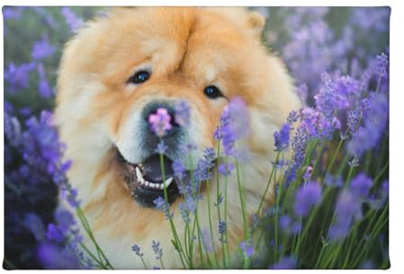 InOmak Chow-Chow süß flauschig braun Hunde lila wild, Leinwand-Kunstdrucke, Wandkunst, Wandbehang, Gemälde für Heimdekoration, 20 x 30 cm